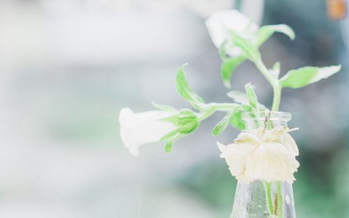 在家烘焙咖啡豆