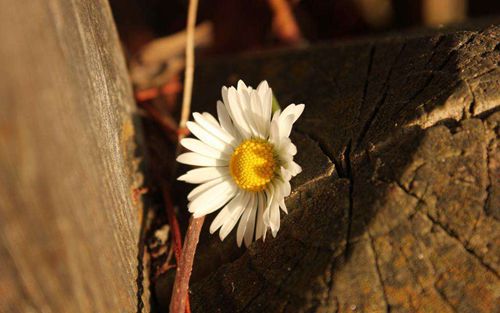 西达摩花魁咖啡豆名字来源！